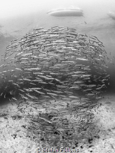 Levitation

Chevron Barracuda - Sphyraena qenie

Sail... by Stefan Follows 